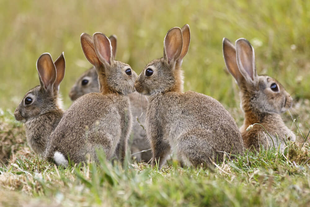 Wild Rabbits